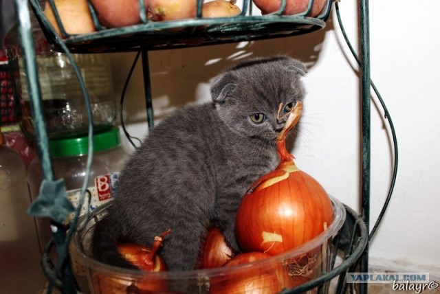 Котовторник! 13.03.2012
