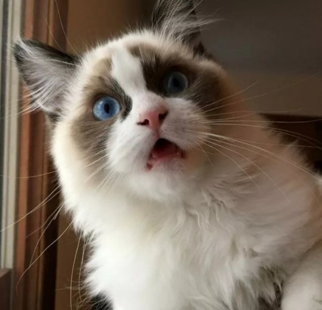 Немного милоты