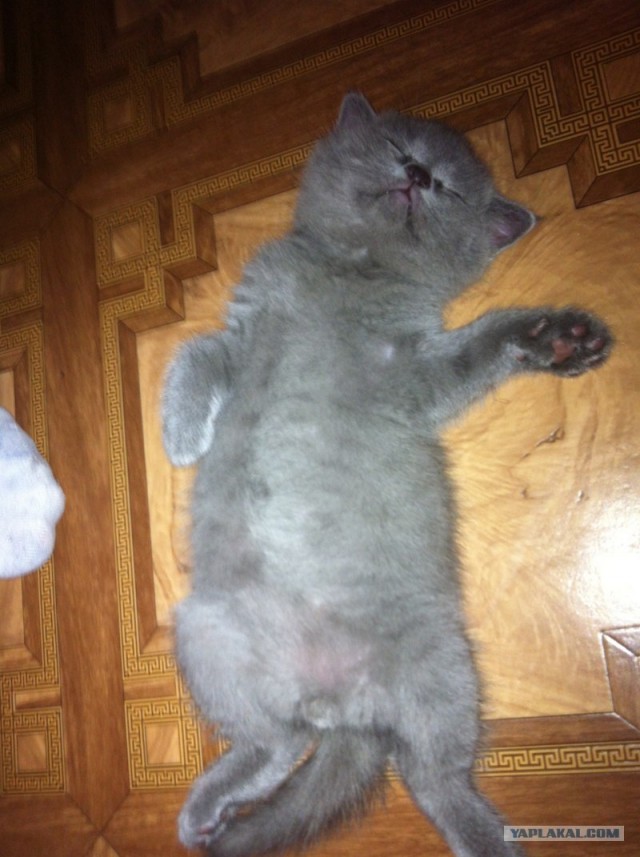 Котовторник на 26.06.12