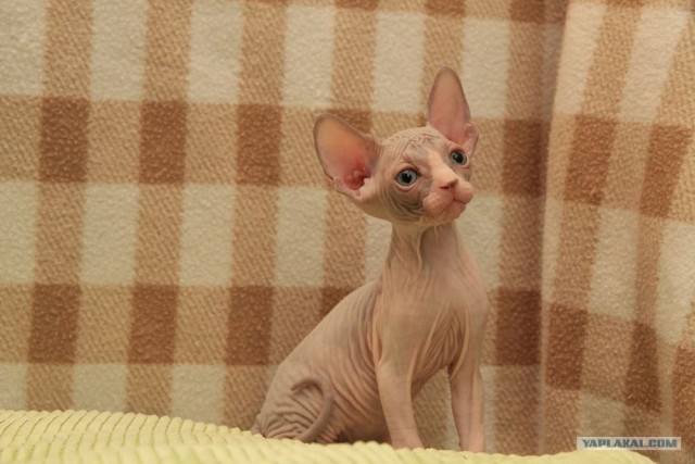 Сфинксики...