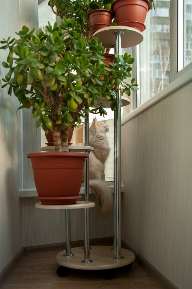 Котовторник ! (12.03.19)