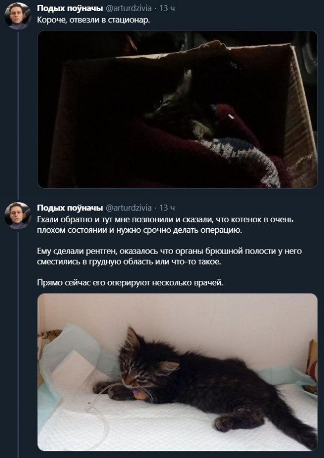 Котёнок