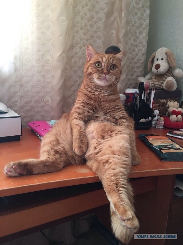 Ну, с котовторником!