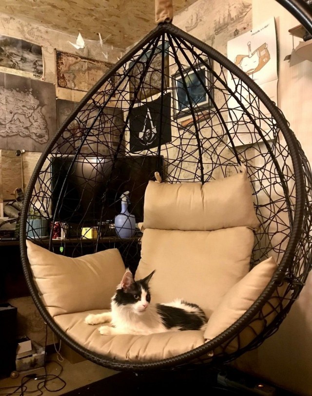 Коты из сети