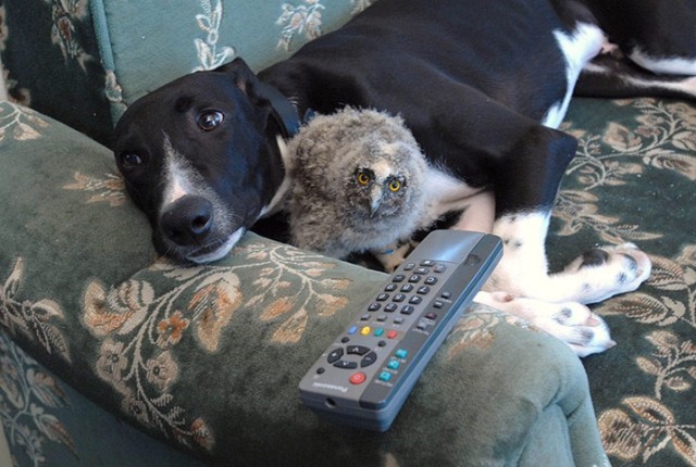 Хвостатые друзья