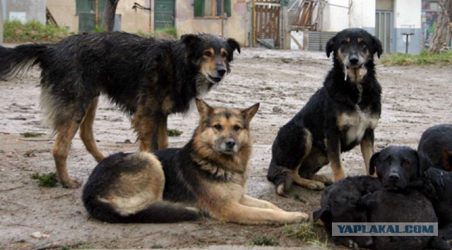 С начала года в Воронеже и области бродячие собаки покусали более 1 100 человек
