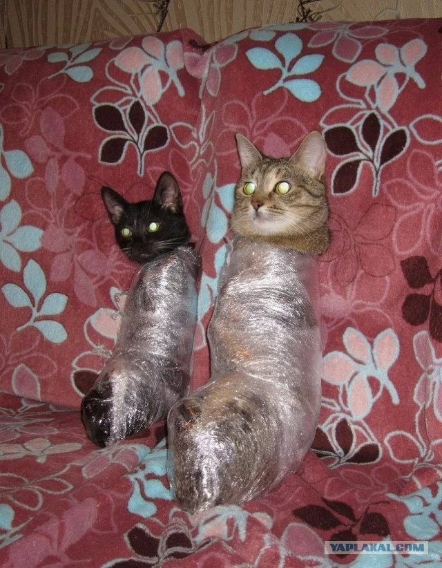 Я люблю вашего мужа