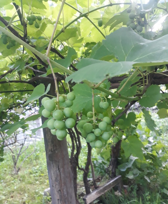 Урожай – это две катастрофы