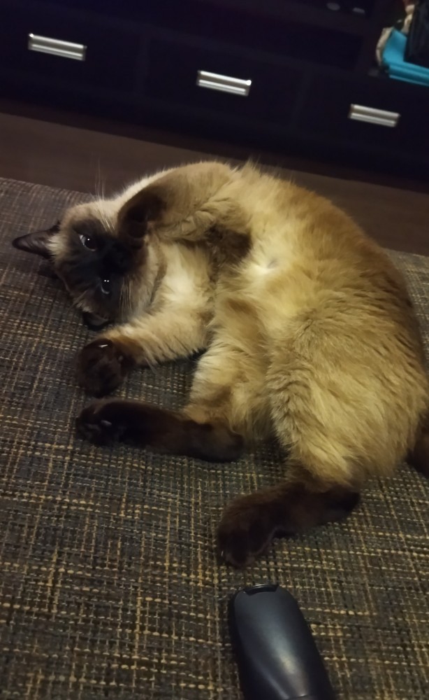 Котовторник 28.09.21