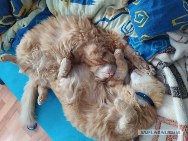 Котовторник вроде.