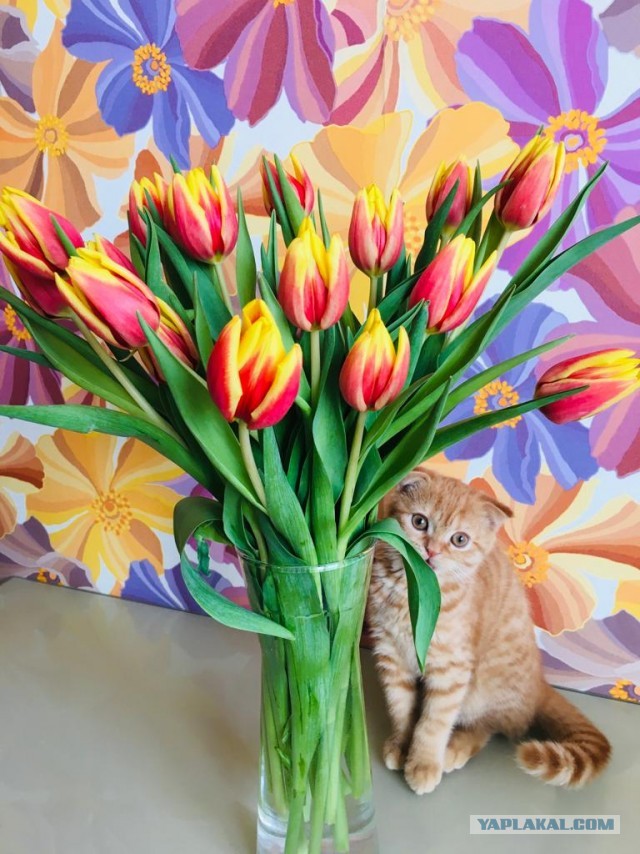 Котовторник вроде.