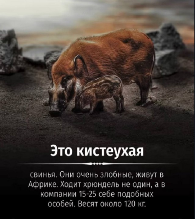 Картинки с надписями и всякие жизненные фразы