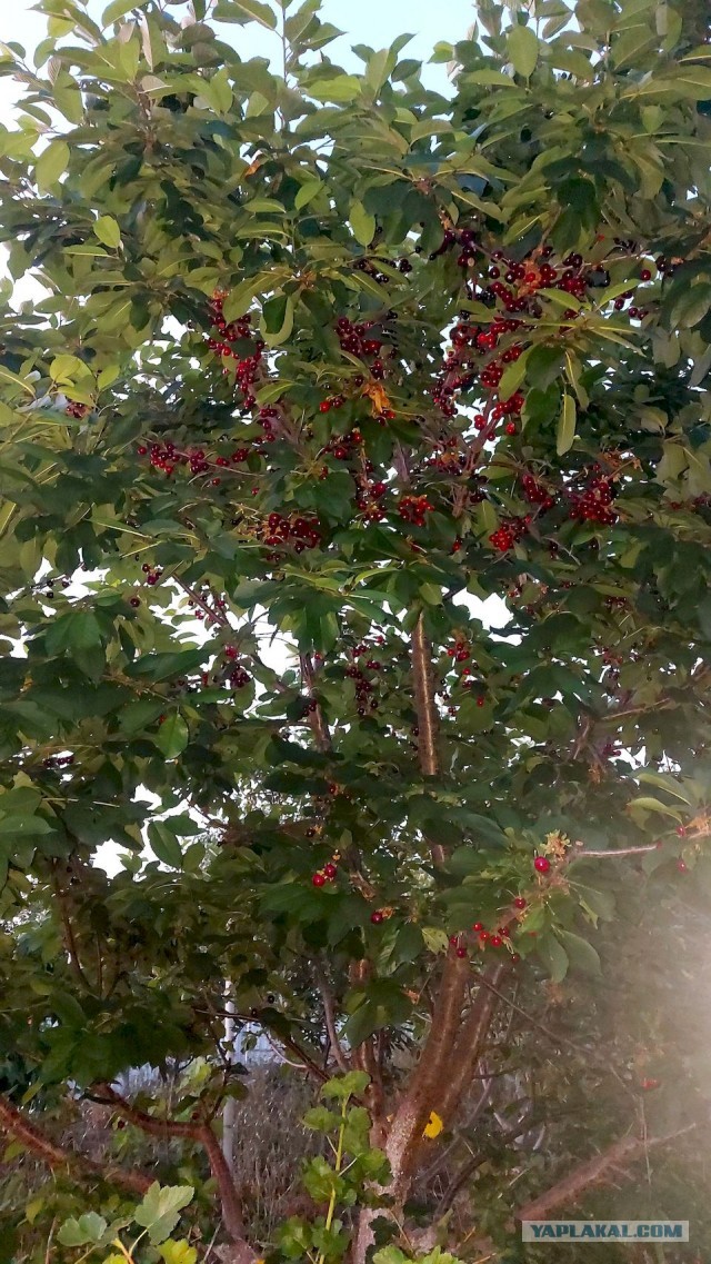 Кулинарная общалка