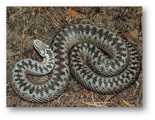 Ещё раз про змей ядовитых