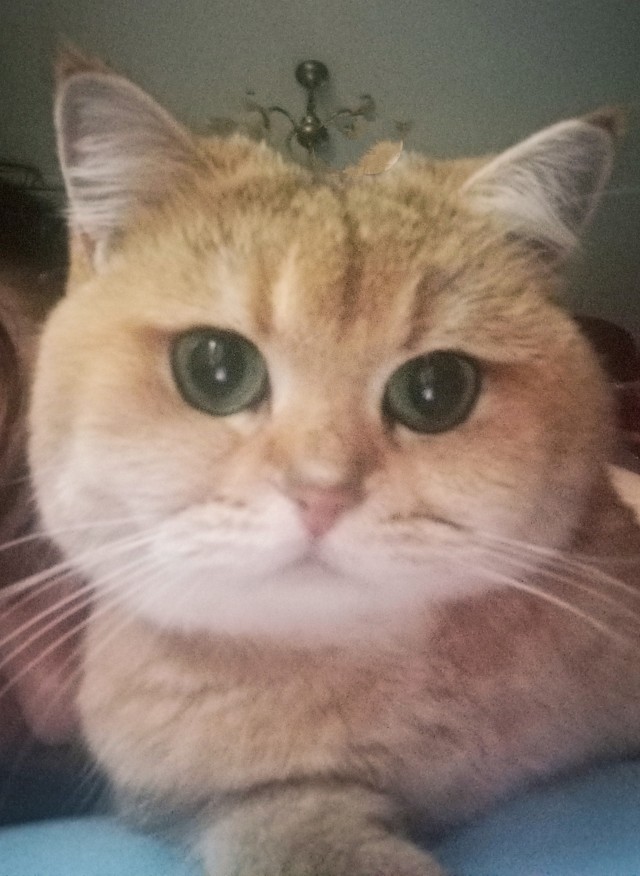 Котёнок Батон приветствует ЯПовцев