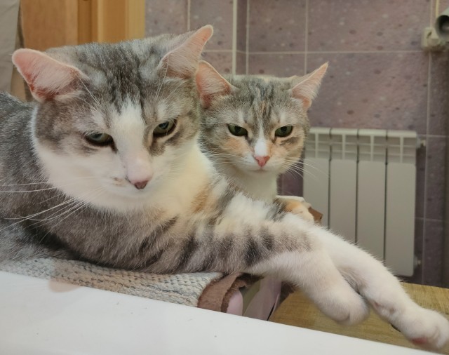 Мой котовторник