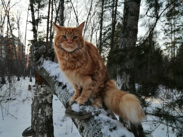 К котовторнику