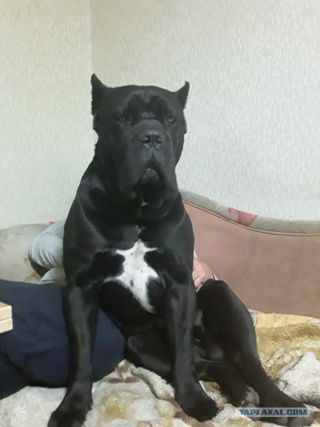 Собакам Япа