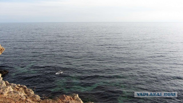 Крым в феврале или "Не стреляйте в белых лебедей!"