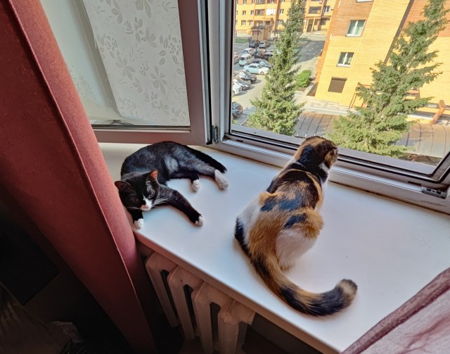 Просто фотопортрет моей кошки к котовторнику