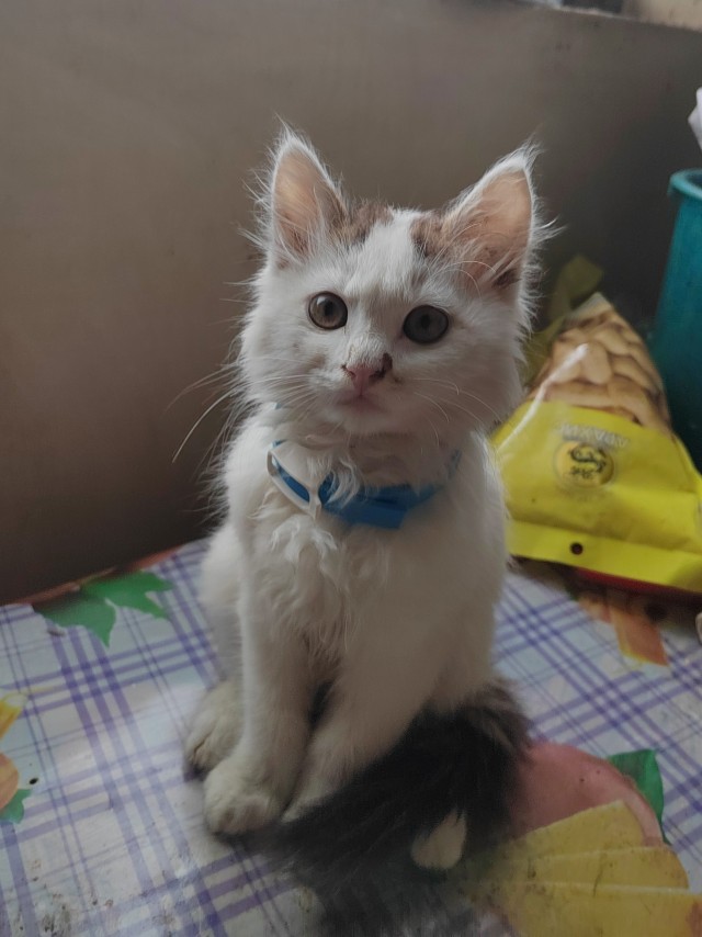 У меня появился хозяин. Вопрос знатокам