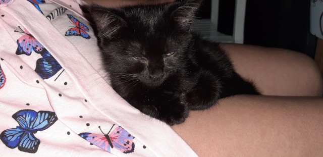 Начинаем котофторник?