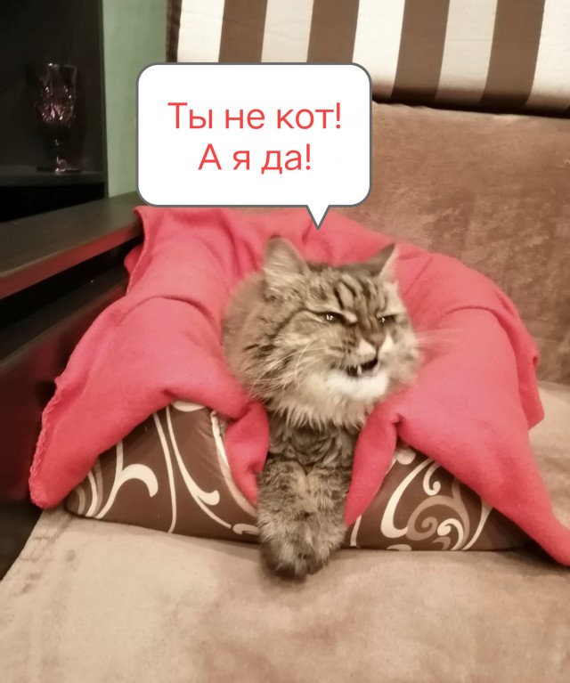 Эти кошки упрямее барана: ТОП-7 пород со скверным характером