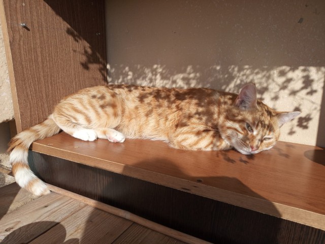 Клумба во дворе