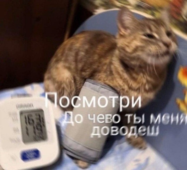 Как занять кота надолго