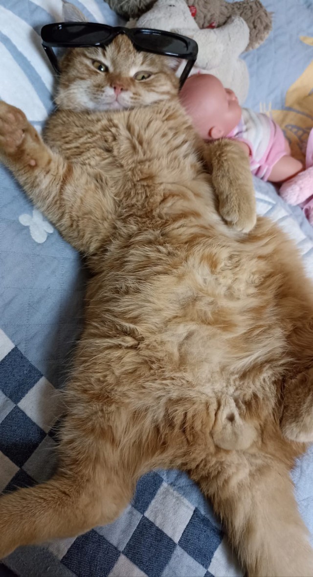 Мой котяра