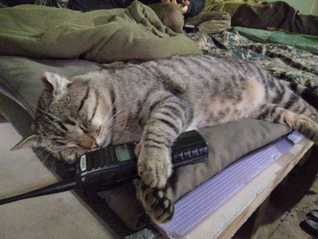 Всем кота за мой счёт. Я настаиваю