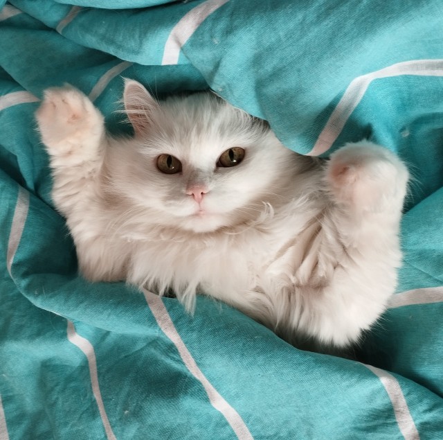 Всех с котовторником