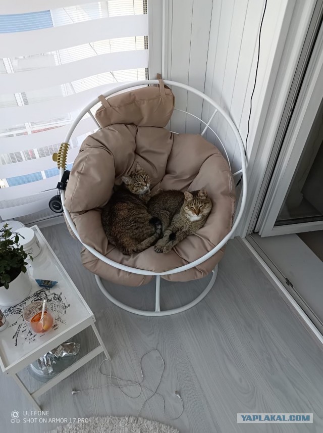 Котовторниковая новость: в Санкт-Петербурге нашли кота, которого искали всем городом