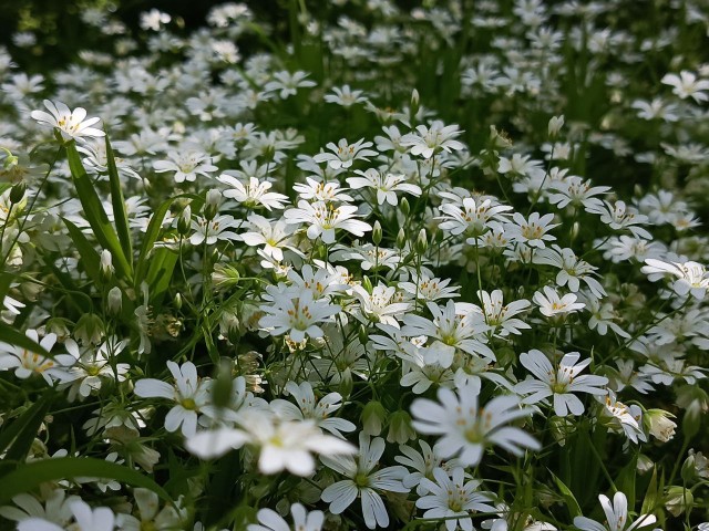 Маски-Шоу или Конкурс Короткого Креатива №31