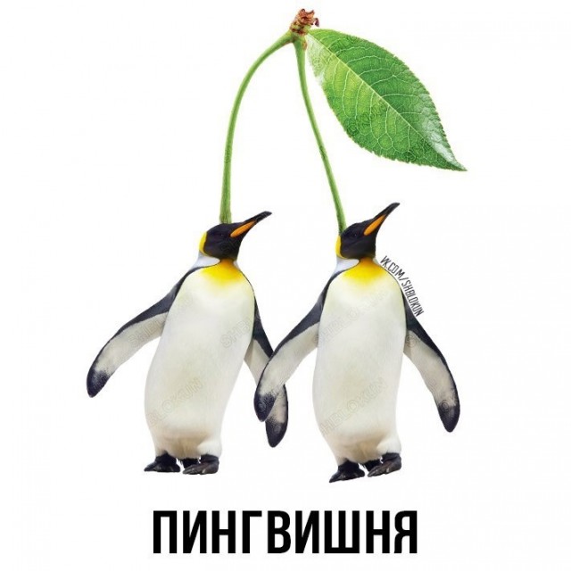 8 картинок животного мира