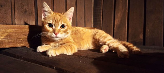 Котовторник. Где коты? Мой вот!