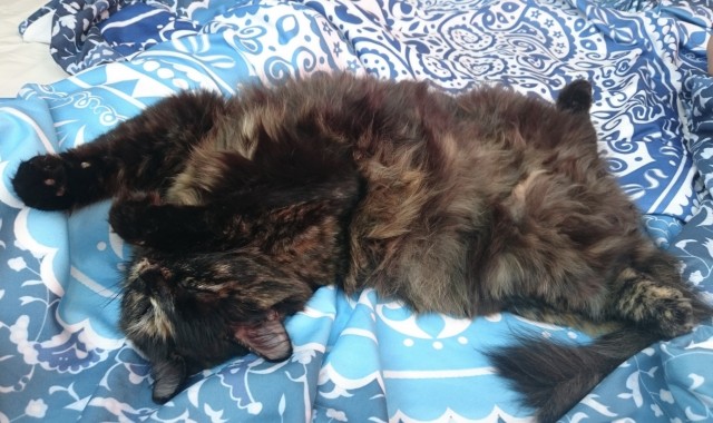 Не плачь! Я с тобой!