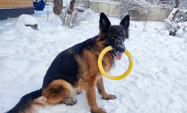 Собакочетверг