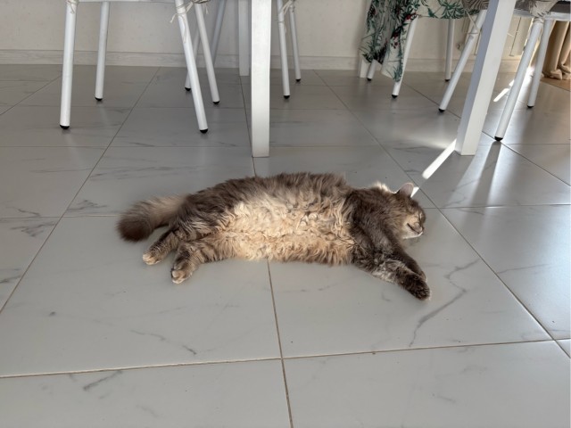 На ночь глядя (кошаки)