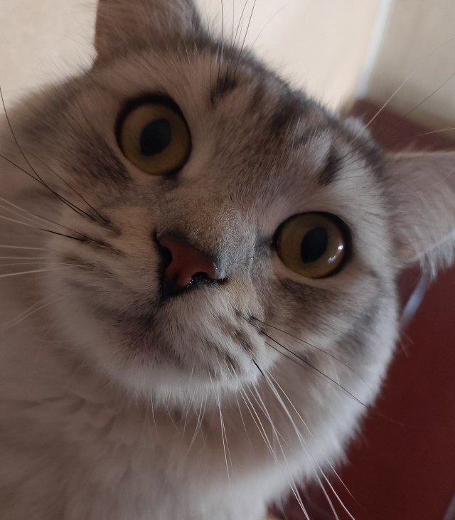 Котовторник, говорите? Ну, нате вам почти котэ.