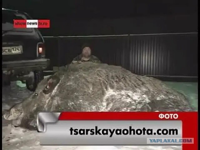 Кризис среднего возраста, день 26-ой: подружился с кабаном
