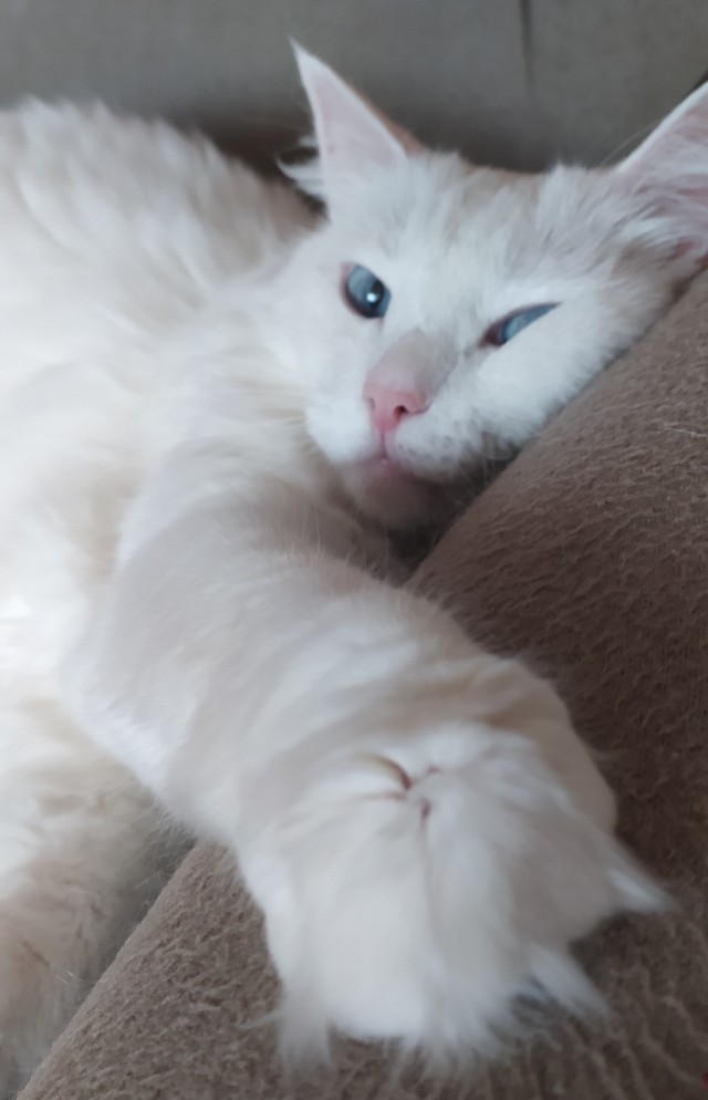 Раз котовторник, то получите )