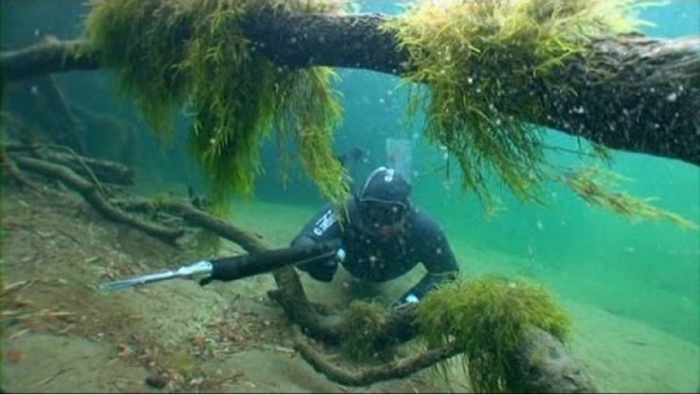 Ученые опустили 1500 елей на дно озера: через три года под водой произошли удивительные изменения