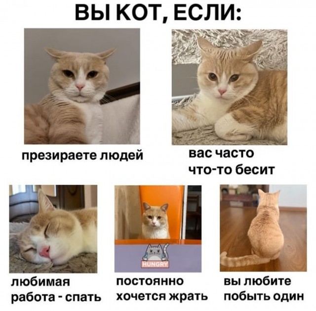 Подборка картинок-баянов с котиками и про котиков. Выпуск 45
