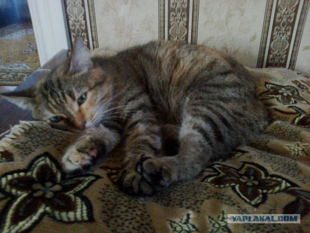 Котовторник 12.11.2013