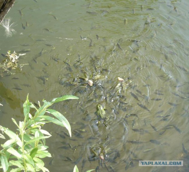 Голодные рыбы-карпы