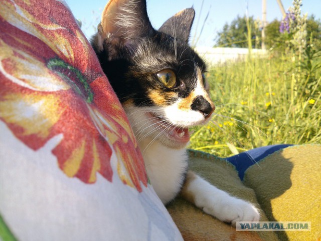 Котовторник  08.07.2014