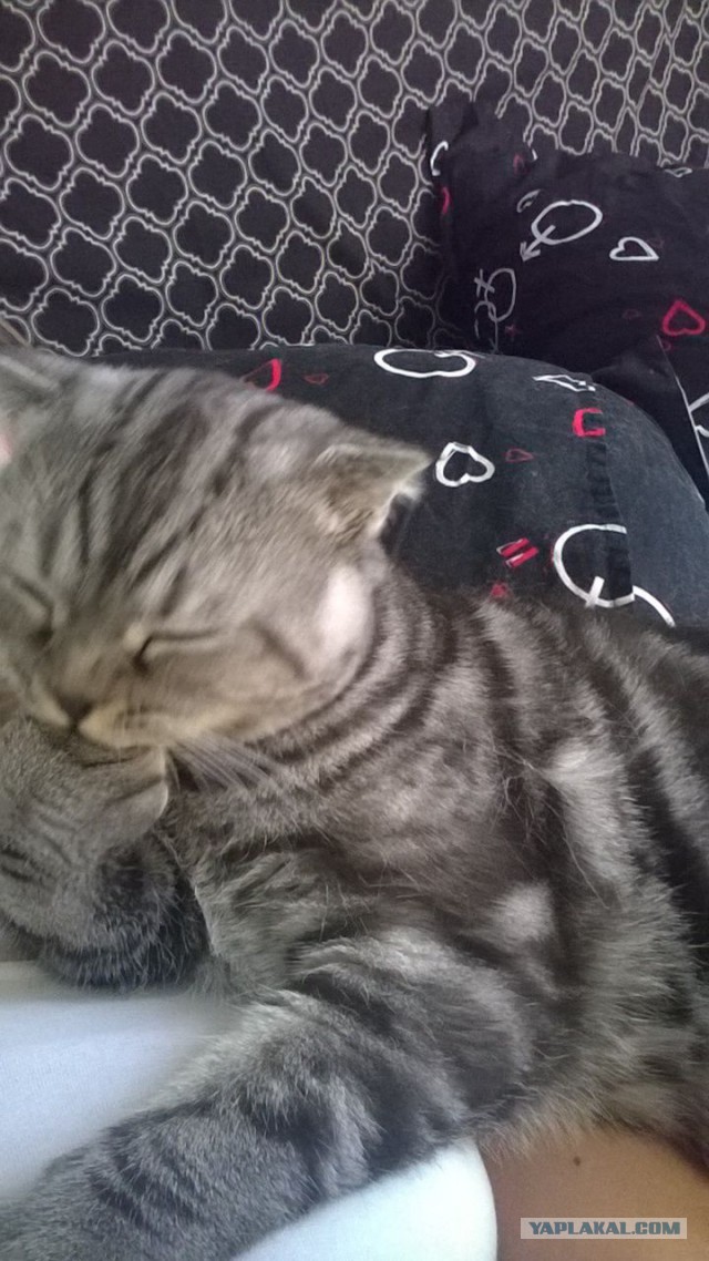 Котовторник