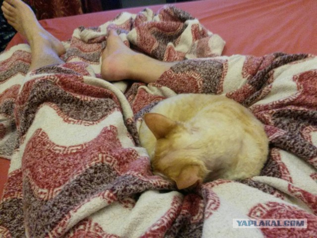 Жизнь домашнего приюта для котеек 49