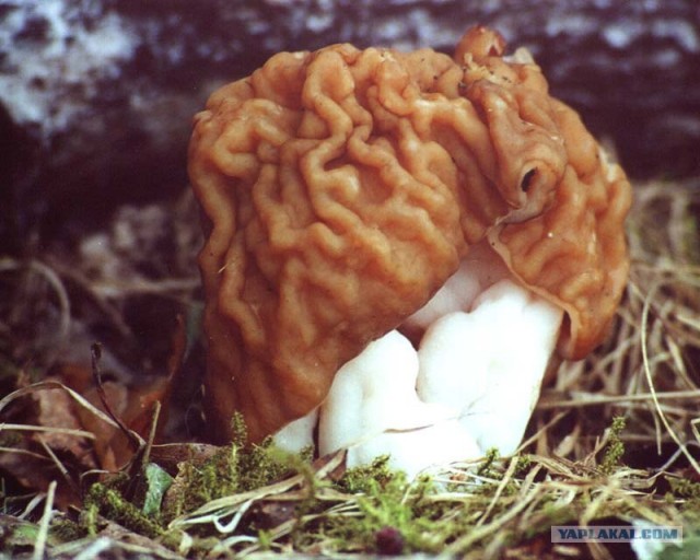 Охота на Morchella